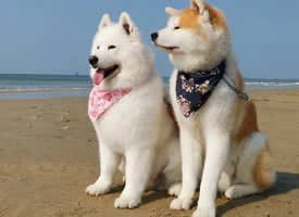 萨摩耶和秋田犬的温馨画面