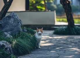 一组桂花树下安安静静的猫咪摄影图