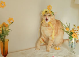 一組頭頂明亮鮮花的溫柔橘色貓咪圖