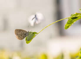 秋日浪漫的灰色蝴蝶求偶摄影图片