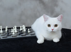 高冷系傲娇脸的国际象棋猫咪写真图片