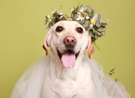穿着白色婚纱的狗狗摄影图片