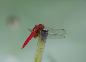 小巧可爱色彩斑斓的蜻蜓在荷上跳舞