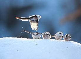 冰天雪地里的鸟儿图片