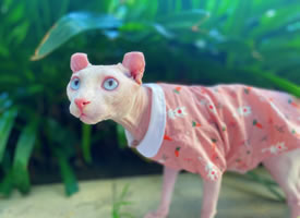 一只喜欢遛弯的小花衣粉红豹猫咪图