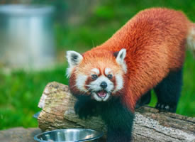 吐着小舌头圆滚滚的棕红色小熊猫图