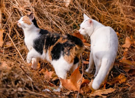 秋天草地上的猫咪图片