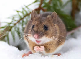 一组来自可爱小地鼠的早安问候图片
