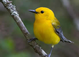一组黄色的小鸟图片