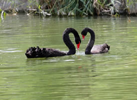 一组湖面上恩爱的黑天鹅图片