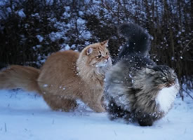 在雪地里飞驰的西伯利亚森林猫图片