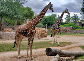 一组拥有可爱花纹的南非国兽长颈鹿