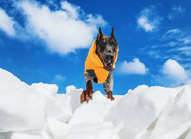 一组冰雪上的帅气杜宾犬图片