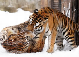 在雪地里打闹的老虎图片