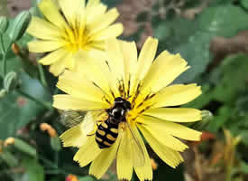 一簇不起眼的小黄花上的蜜蜂图片