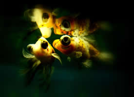 一组水里的黄色金鱼摄影图片