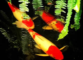 一组漂亮红火的锦鲤图片