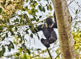栖息在热带雨林的白颊长臂猿图片