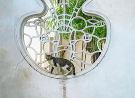 苏州园林里与美丽花窗合影的猫咪图片