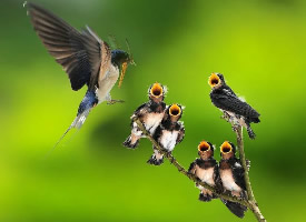 一组等待鸟妈妈喂养的鸟儿图片