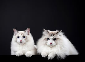 两只乖巧的猫猫摄影图片