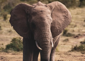 一組身材魁梧喜歡群居的大象圖片