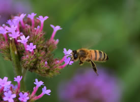 紫色小丛花上嗡嗡飞舞的x小小蜜蜂图片