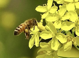 微黄油菜花上忙忙碌碌的小蜜蜂图片