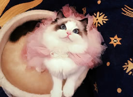 穿粉色纱裙戴着蝴蝶结的仙女布偶猫