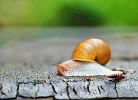 软软糯糯滑滑的棕色小蜗牛图片