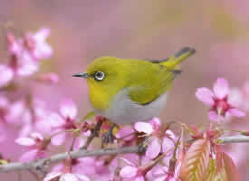 冬樱花丛中的小鸟图片