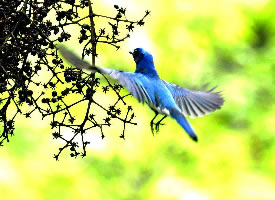 一组飞翔的蓝色鸟儿图片