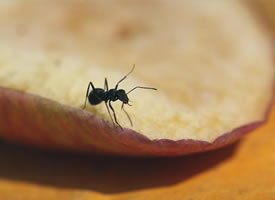 一组贪吃苹果果肉的漆黑色小蚂蚁图