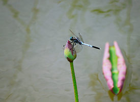 蜻蜓在荷花中迈着舞步传递着夏的消息