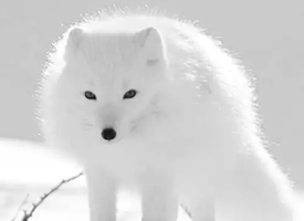 一组寒冷冰原上的雪白北极狐图片