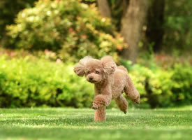 一组棕色的泰迪犬摄影图片