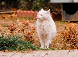 一只气宇轩昂的小白猫