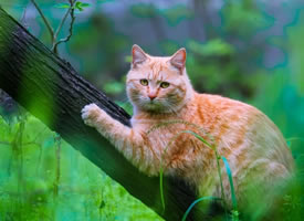 与绿叶简直是绝配毫无违和感的橘猫图片