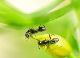 一组合作搬运食物的蚂蚁高清图片