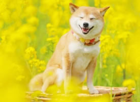 菜籽花田里的微笑柴犬图片