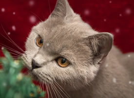 一组圣诞主题的尖耳朵蓝猫摄影图片