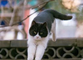 一组运动健将跳高选手的可爱猫咪图片