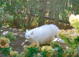 像棉花糖一样柔软白色猫咪
