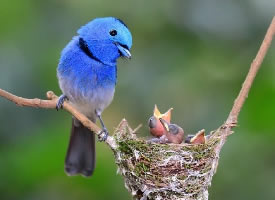 一组可爱的蓝色小鸟图片