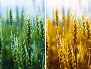 换颜色，把青色的小麦调成成熟的金黄小麦