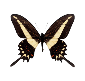 [IR动图教程] Photoshop教程:制作会动的蝴蝶