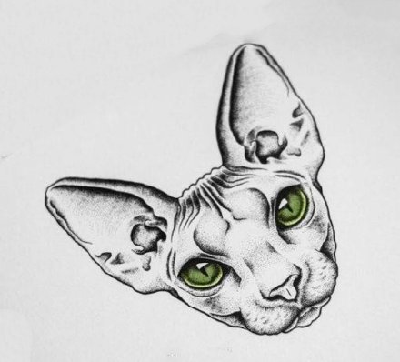 斯芬克斯猫的纹身手稿原图(4)
