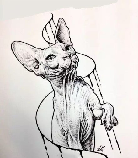 斯芬克斯猫的纹身手稿原图(2)
