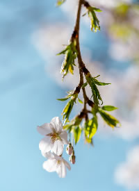 玉渊潭公园盛花期的樱花图片