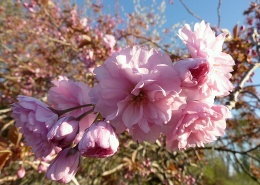 粉嫩柔美的樱花图片(15张)